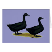 Ducks:  Black Cayugas (Front Horizontal)
