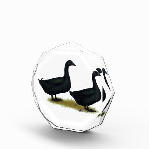 Ducks: Black Cayugas Acrylic Award