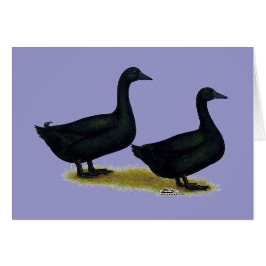 Ducks: Black Cayugas Cards (Front Horizontal)