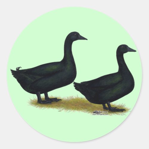 Ducks  Black Cayugas Classic Round Sticker