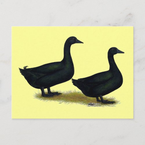 Ducks  Black Cayugas Postcard