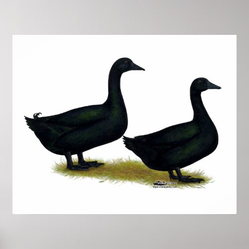 Ducks  Black Cayugas Poster