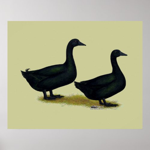 Ducks  Black Cayugas Poster