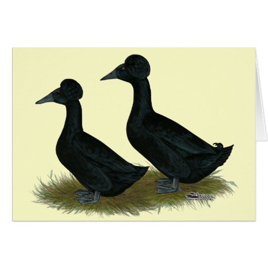 Ducks: Black Crested Cards (Front Horizontal)