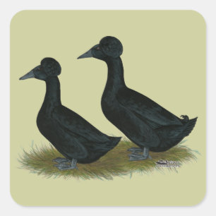 Ducks: Black Crested Square Sticker