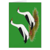 Ducks:  Black Magpies (Front)