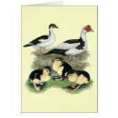 Ducks Black Pied Muscovy Family (Front)