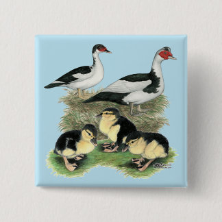 Ducks Black Pied Muscovy Family Button