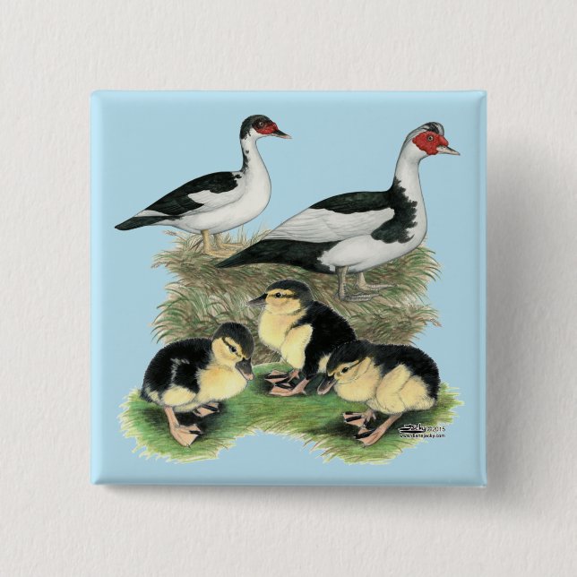 Ducks Black Pied Muscovy Family Button (Front)
