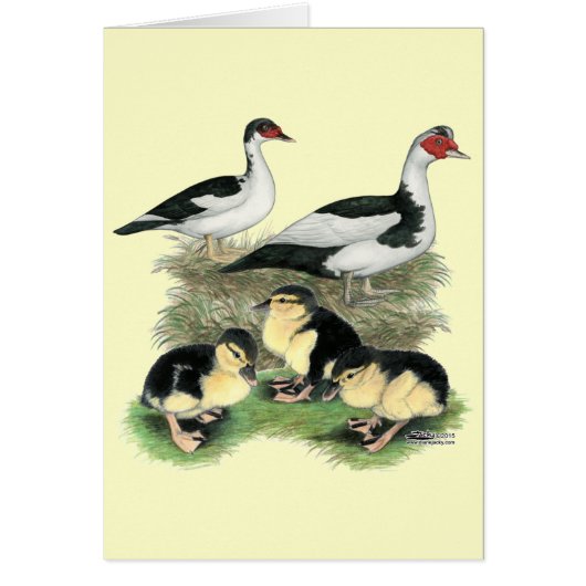 Ducks Black Pied Muscovy Family Cards (Front)