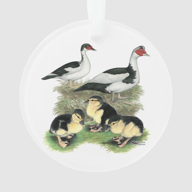 Ducks Black Pied Muscovy Family Ornament (Back)