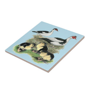 Ducks Black Pied Muscovy Family Tile