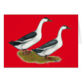 Ducks:  Blue Magpies (Front Horizontal)