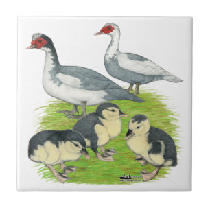 Ducks Blue Pied Muscovy Family Tile