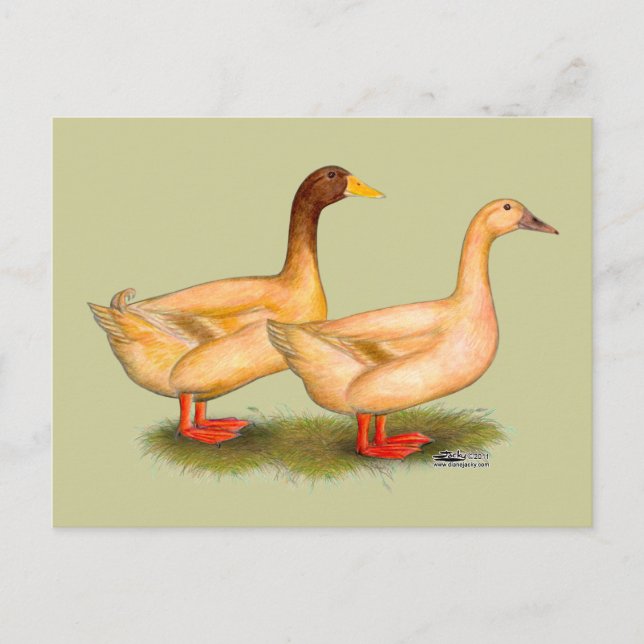 Ducks:  Buff Orpington Postcard (Front)