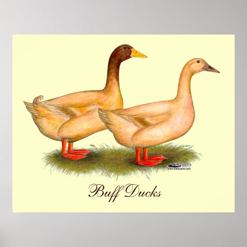 Ducks  Buff Orpington Poster