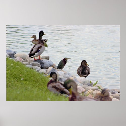 Ducks by Pond Poster