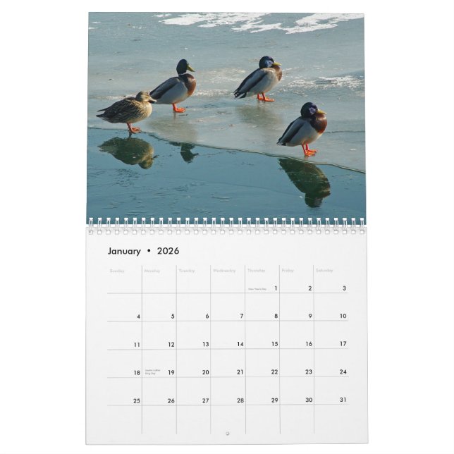 Ducks Calendar (Jan 2026)