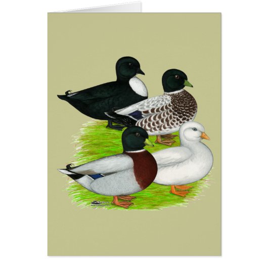 Ducks: Call Quartet Cards (Front)