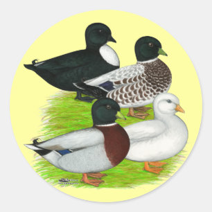 Ducks:  Call Quartet Classic Round Sticker