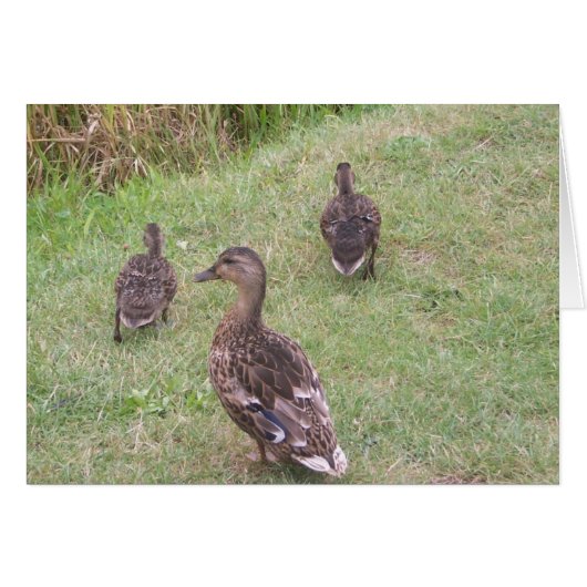 ducks cards (Front Horizontal)