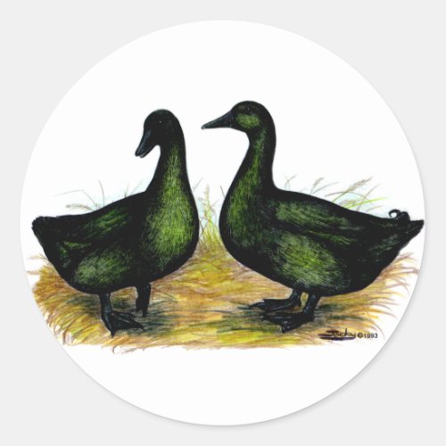 Ducks  Cayuga Pair Classic Round Sticker