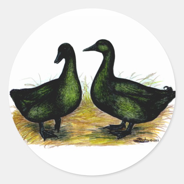 Ducks:  Cayuga Pair Classic Round Sticker (Front)