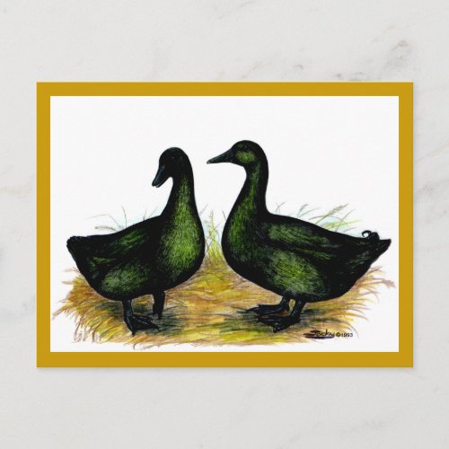 Ducks  Cayuga Pair Postcard