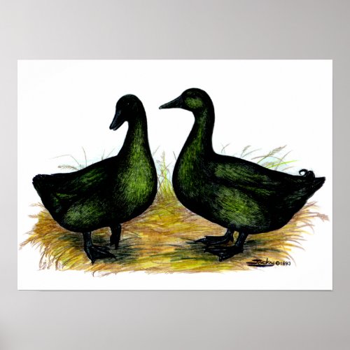 Ducks  Cayuga Pair Poster