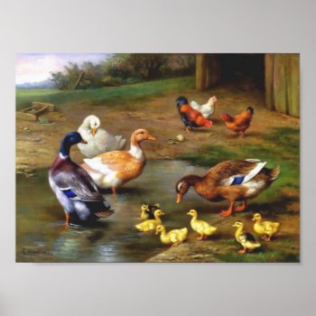 Ducks Chicken Animals Birds Painting Poster by EDDESIGNS at Zazzle