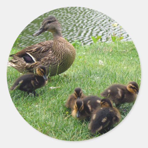 Ducks Classic Round Sticker