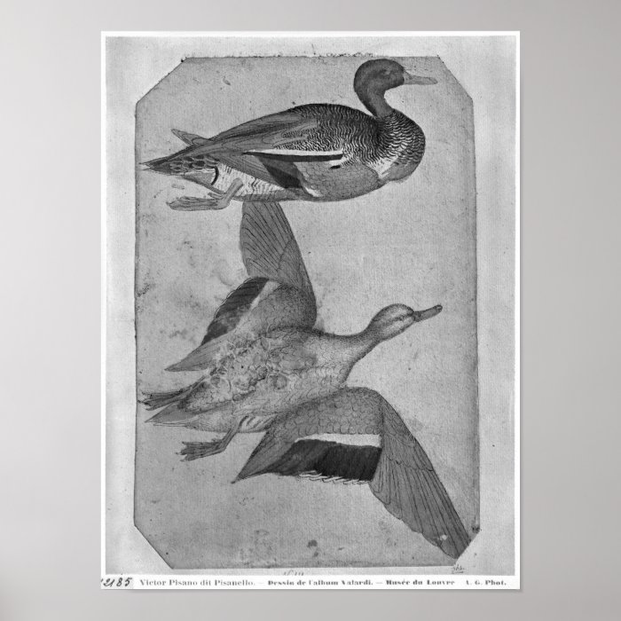 Ducks, the The Vallardi Album Posters