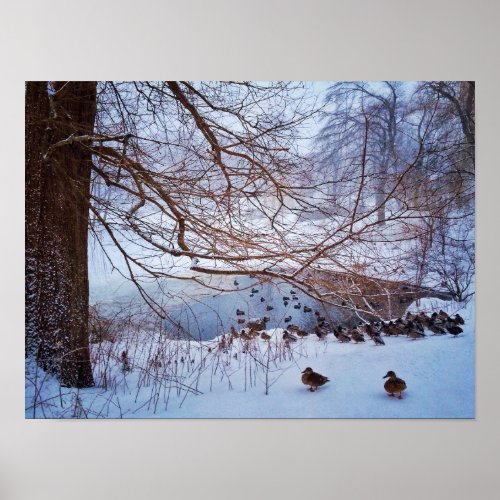 Ducks Gather Around A Frozen Pond Poster