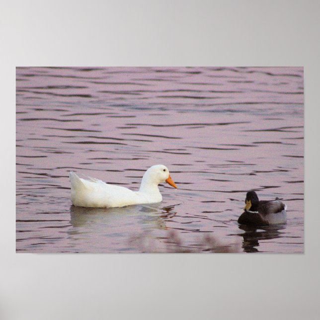 Ducks in a Creek Poster (Front)
