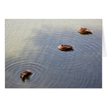 Ducks In A Pond by DonnaGrayson_Photos at Zazzle