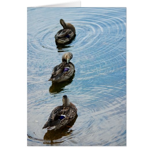 Ducks in a Row Cards (Front)