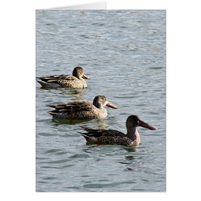 Ducks in a Row Cards (Front)