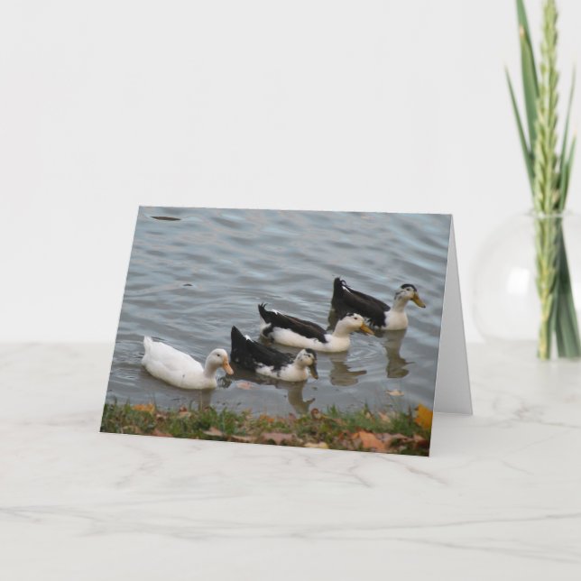 Ducks in a Row greeting card (Front)