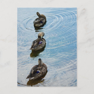 Ducks in a Row Postcard