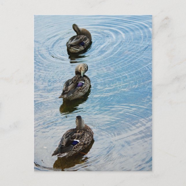 Ducks in a Row Postcard (Front)
