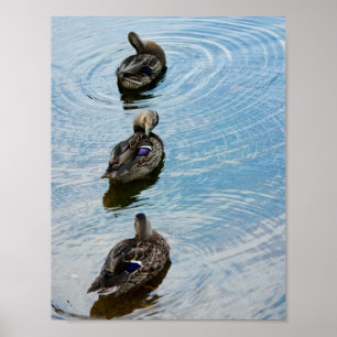 Ducks in a Row Poster