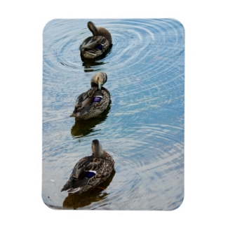 Ducks in a Row Premium Magnet