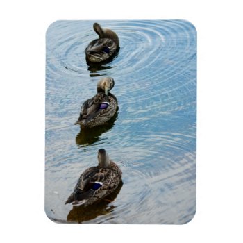 Ducks In A Row Premium Magnet by DevelopingNature at Zazzle