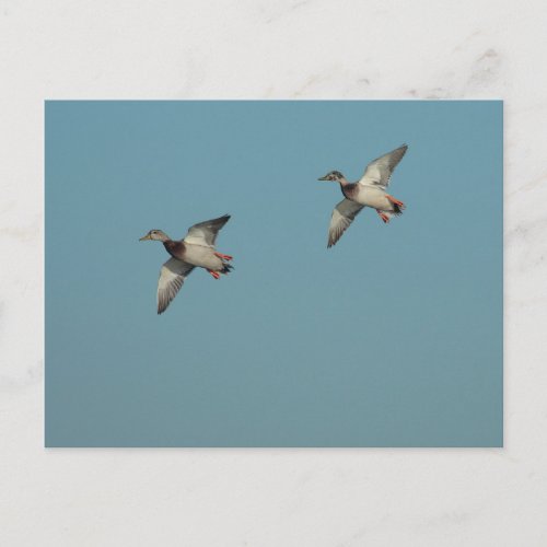 Ducks in Flight Postcard