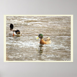 Ducks in Icy Creek Poster