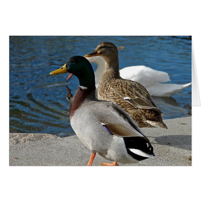 Ducks in the Park All Occasions Greeting Card (Front Horizontal)