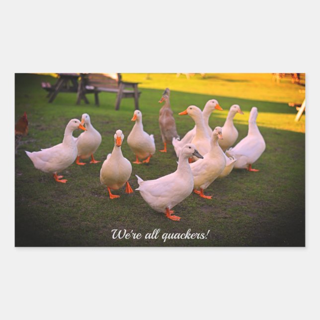 Ducks in the Park Funny We're all Quackers Rectangular Sticker (Front)