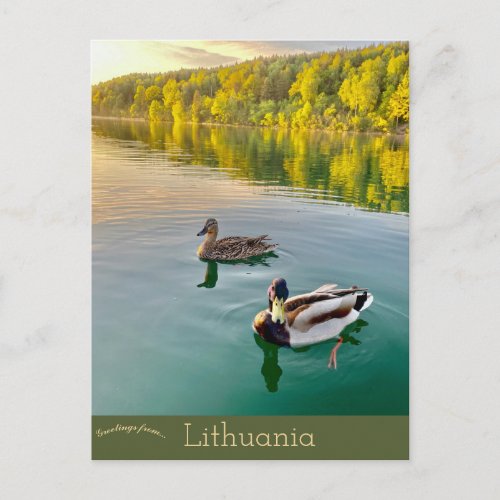 Ducks in Vilnius Lithuania Postcard