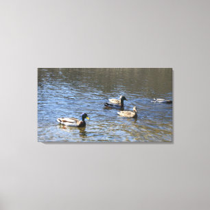 ducks in water canvas print
