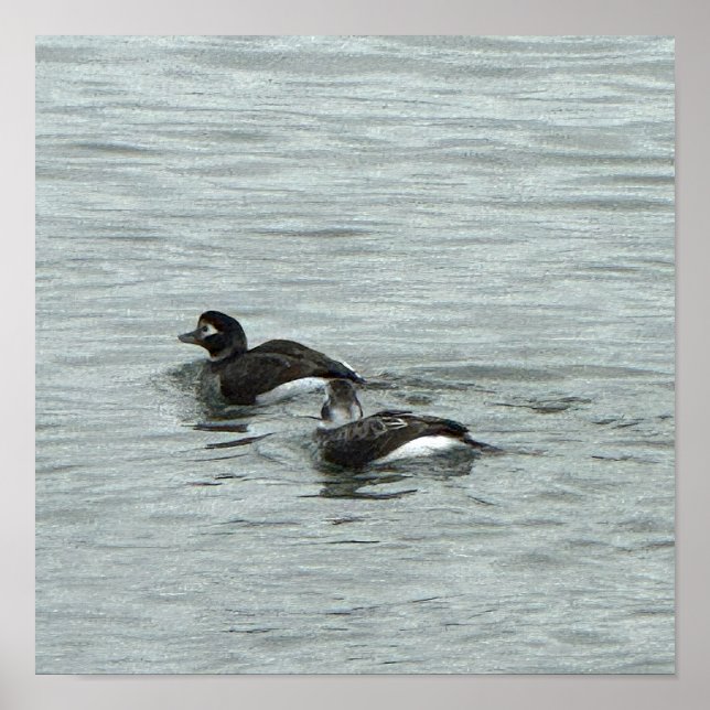 Ducks in Water Photo Poster (Front)